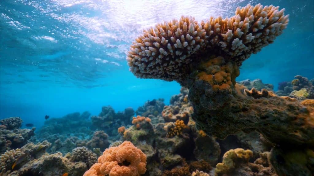 KAUST - Red Sea Development Project